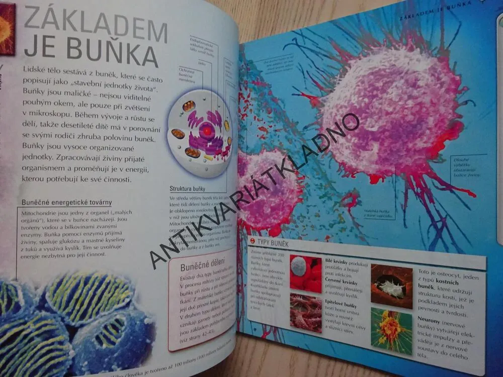 LIDSKÉ TĚLO, TKÁNĚ A ORGÁNY, TĚLESNÉ FUNKCE, **an