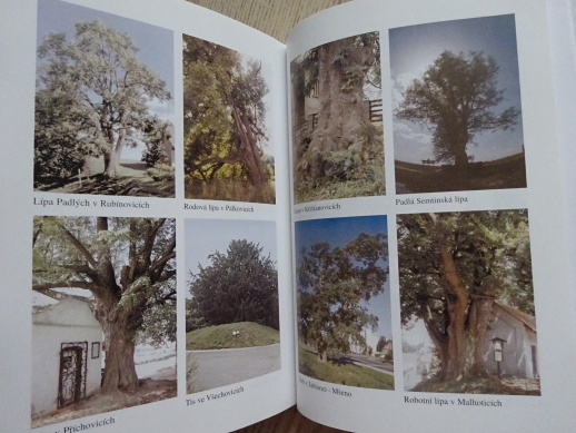 PAMÁTNÉ STROMY 1, HRUŠKOVÁ, TUREK, **an