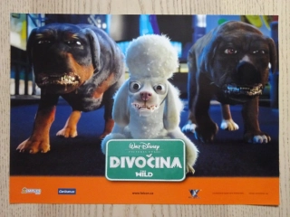 DIVOČINA, FOTOSKA FILM USA 4480