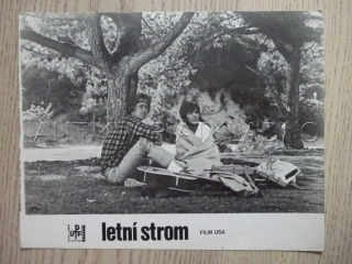 LETNÍ STROM, M. DOUGLAS, FOTOSKA FILM USA 6699