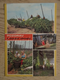 POZDRAV Z ČESÁNÍ CHMELE, POHLEDNICE 904