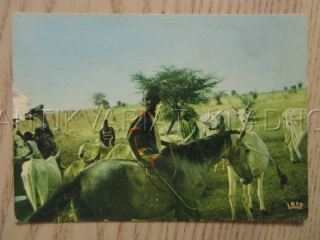 SEVERNÍ SENEGAL, OÁZA, KŮŇ, POHLEDNICE 1607