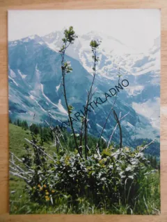 STARÁ FOTOGRAFIE 1 KS, NA PAPÍRU KODAK, KVĚTINA, ALPY, ASI RAKOUSKO 