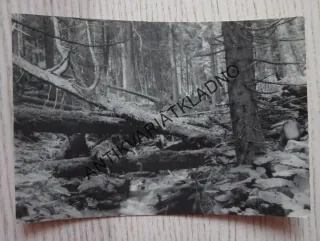 ŠUMAVA, BOUBÍNSKÝ PRALES, OKRES PRACHATICE