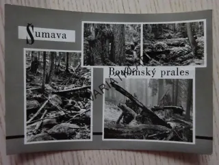 ŠUMAVA, BOUBÍNSKÝ PRALES, OKRES PRACHATICE