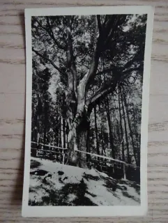 HRONOV, JIRÁSKŮV BUK, OKRES NÁCHOD